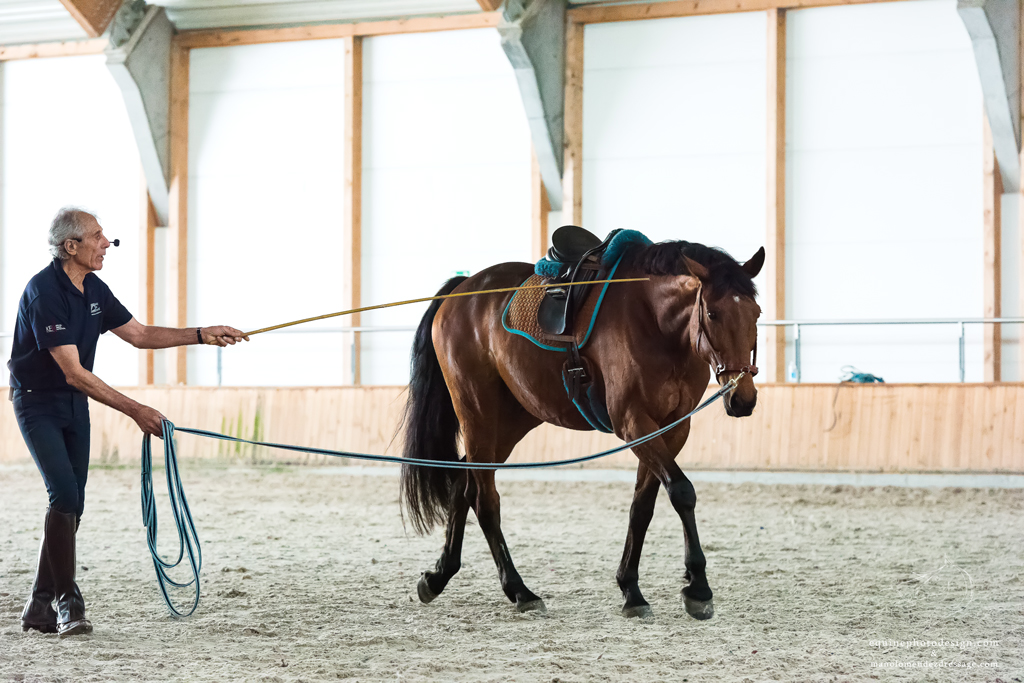 Manolo Mendez working a bay horse using a lunge line and bamboo stick