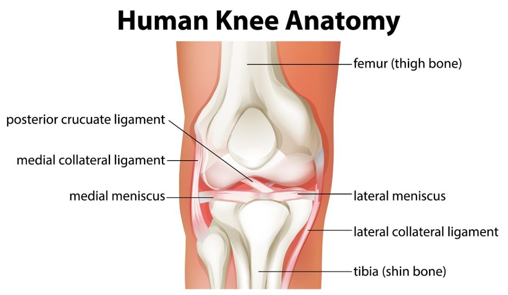 Knee Anatomy Image